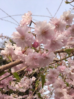 庭の桜.JPG