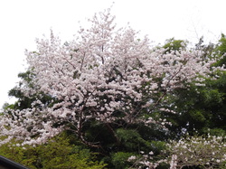 多気山の桜.JPG