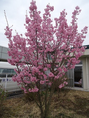 桜の木.jpg