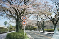 農業試験場桜.jpgのサムネイル画像