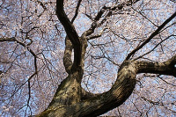 ２００１５桜.jpg