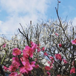 春の訪れ🌷

特養ホーム内の中庭に咲いている梅の様子です！！

皆様、毎年梅の開花を楽しみにしておられています😊

＃特養＃梅 ＃春の訪れ ＃季節感のある暮らし