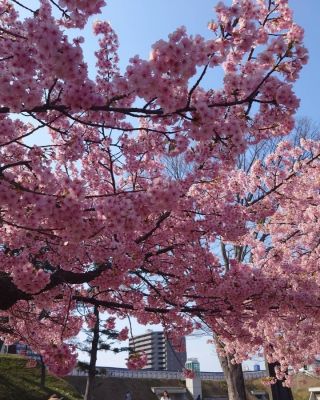河津桜満開🌸

先日、宇都宮城址公園に行ってきました！
少し風が強く、肌寒かったのですが、満開の河津桜を見て寒さを忘れました😂

濃いピンク色がとってもキレイでした😍

＃特養＃さくら ＃季節を楽しむ暮らし
