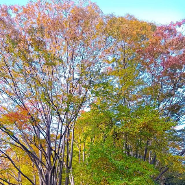 天気がよかったので、急遽お出かけ🚙✨

色鮮やかな木々たち🍁🍂
菊の展示会もやっていて、様々な種類や形、香りを楽しみました😆

帰り道ではどんぐりも拾って。

少しの時間でしたが秋を満喫しました✨

#正恵会 
#特別養護老人ホームホームタウンほそや 
#ホームタウンほそや 
#紅葉