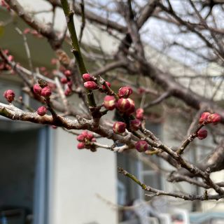 中庭の梅の蕾が膨らんできました😆

春が待ち遠しい…🌸

早く暖かくなって
ご利用者の皆様と散歩を楽しみたいです♪

#正恵会 #特養 #介護施設 #もうすぐ春ですね #介護職員募集中