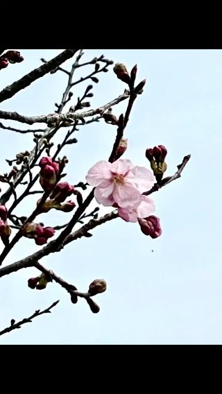 開花宣言です🌸

宝寿苑の中庭開花宣言いたします✨
これからあっという間に
満開になりそうです😆

#正恵会 #特養 #ショートステイ #介護職員募集中 #特別養護老人ホーム #宝寿苑 #開花宣言