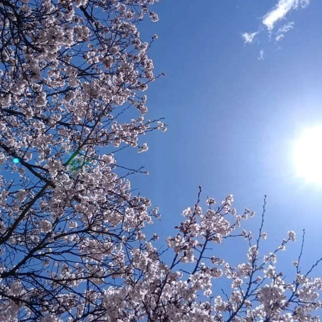 お花見　第三弾！！

連日お花見日和でウキウキ✨ワクワク✨
この日も2回行っちゃいました！

1回目はユニットを越えて仲良しな3名を連れて。
去年のお花見の話題でも盛り上がっていましたが、今年の桜も喜んでいただけたようです😊
鼻に花を乗せて笑い合ったり、腕を組んだりして写真を撮っていて楽しまれていました✨

2回目はご夫婦で💕
たまたま昔働いていた場所だったようで、桜も楽しみながら、昔を懐かしんでおられました。

「ばあちゃん綺麗だなぁ。」
「まさか連れてきてくれるなんてなぁ。」

と涙ぐんでしまいました。。

#正恵会
#特別養護老人ホームホームタウンほそや 
#ホームタウンほそや
#お花見
#桜