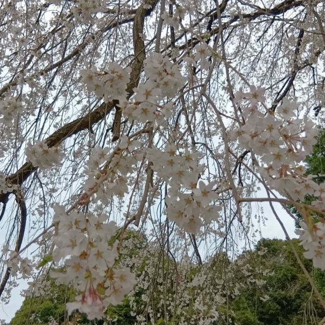 お花見　第四弾！！

この日は少し曇っていましたが、風もなく暖かかったのでお花見に繰り出しました😉

満開すぎる枝垂れ桜が圧巻でした!!
近くで桜を見ることができるのもいいですよね✨️

お花見に行かなくても、ほそやにはたくさんのお花が咲いていて、最近は入居者様を連れてお散歩する姿をよく見かけます😊

少しでも気分転換ができるのでいいですね♪

#正恵会
#特別養護老人ホームホームタウンほそや 
#ホームタウンほそや
#お花見
#桜
