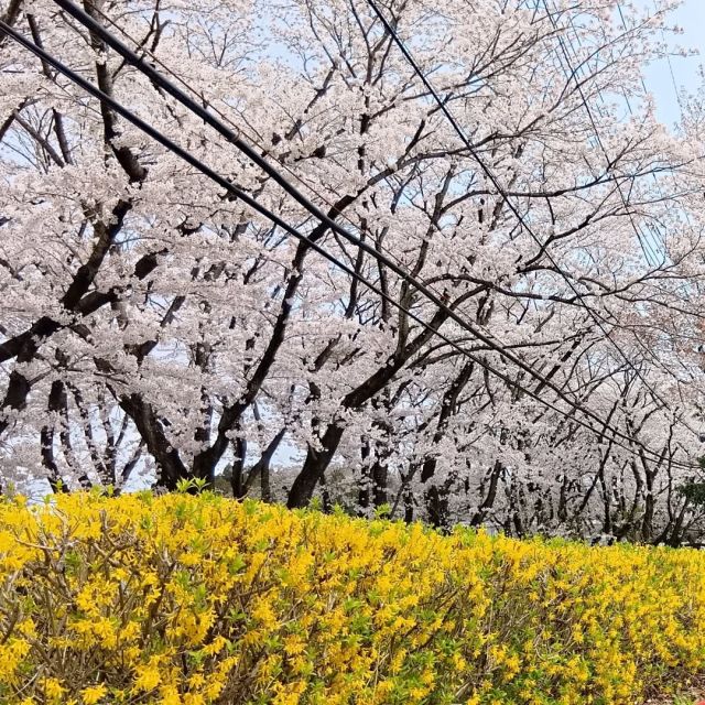 お花見　第五弾！！！

見頃は今日までくらいかな…なんて言いながら
出掛けました！

いいお天気で風も穏やかなで絶好のお花見日和でした🌸✨️

「キレイですね～！」
「まさか桜を見に行けるなんて！」
「思いがけず誘ってくれて良かったです。」

などなど喜んでくださいました😊

#正恵会
#特別養護老人ホームホームタウンほそや 
#ホームタウンほそや
#お花見
#桜
