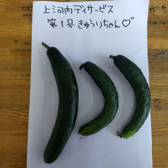 初収穫

5月に行った苗植え
こんなに大きなキュウリができました

#上河内デイサービスセンター
#上デイ
#社会福祉法人
#正恵会
#農業
#プランター
#キュウリ
#収穫