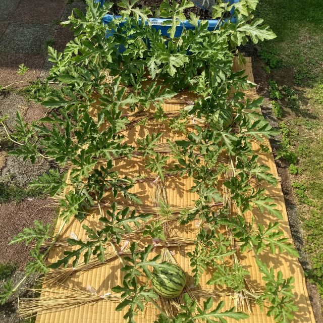 スイカがなりました。

写真に３つのスイカが見えています。
探してみてください。

食べられる日が待ち遠しいです。

#上河内デイサービスセンター
#上デイ
#プランター栽培
#スイカ