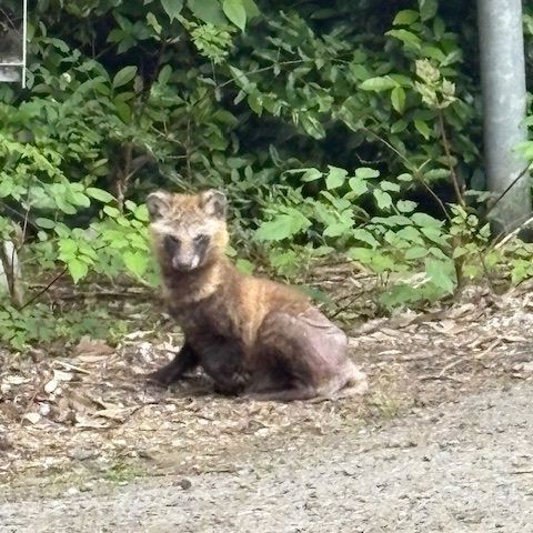 山あいの訪問先に向かう途中で🚗
久しぶりに出迎えてくれました🦝

春の間ずっと見かけなかったから心配してたけど、元気そうで何より🥰
そのうちチビ🦝の姿も見せてもらえたりしたら嬉しいな～😊

#社会福祉法人
#正恵会
#宝寿苑ヘルパーステーション
#訪問介護
#ヘルパー