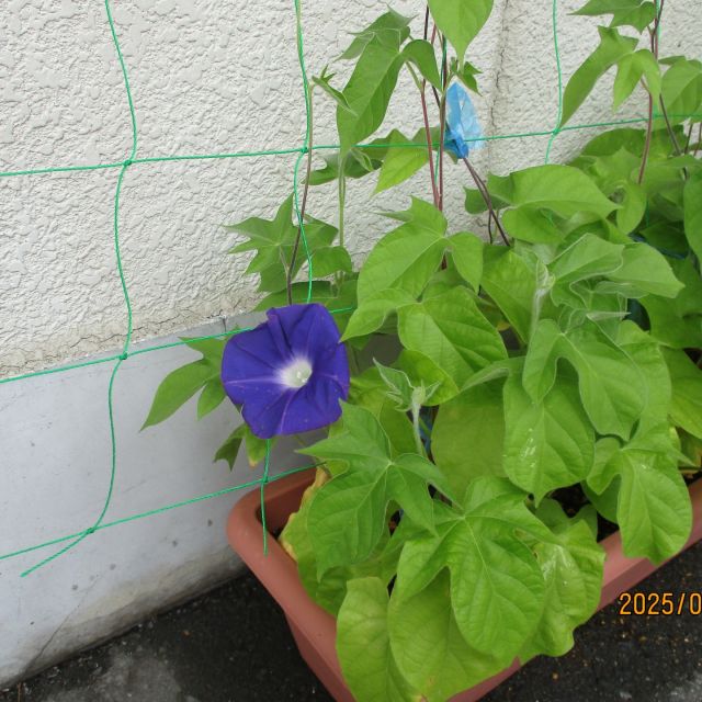 お花が咲きました!(^^)!
皆様、とても喜んでおります😍
これからも、どんどん咲いて欲しいです👍

＃社会福祉法人正恵会
＃デイサービスセンター宝寿苑
＃宝寿苑デイ
＃デイサービス
＃朝顔
＃成長
＃お花