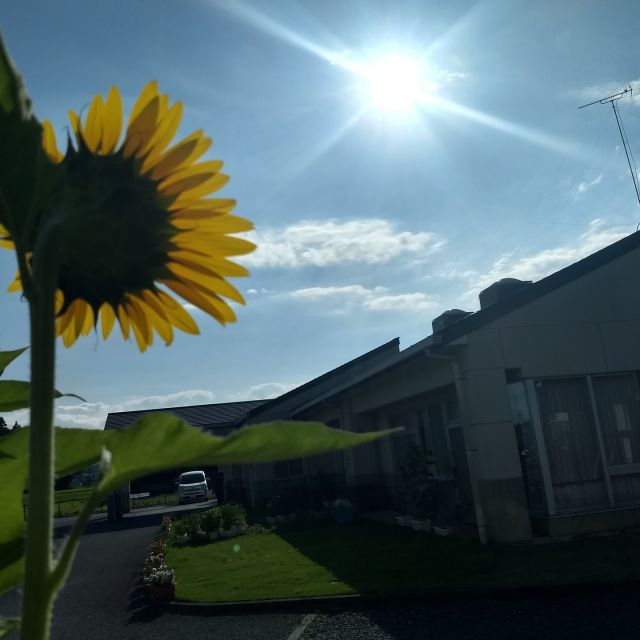 🌻ひまわりが咲きました

上河内デイサービスの門と施設内に綺麗なひまわりが咲きました

施設内のひまわりはご利用者様と一緒に作った物です

どちらも元気に咲いています🌻

#上河内デイサービスセンター
#上デイ
#社会福祉法人
#正恵会
#宇都宮
#デイサービス
#福祉
#ひまわり
#創作活動