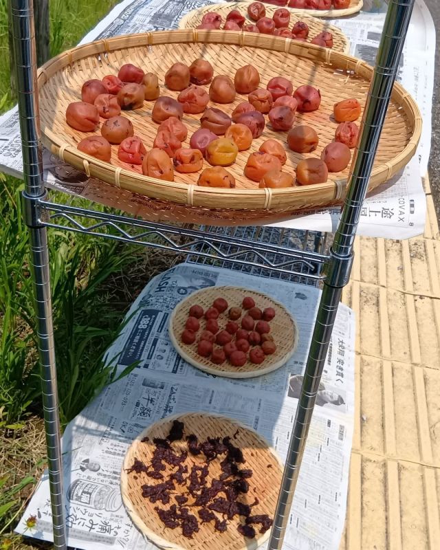 天気と相談しながら…やっと梅を干しました!!

入居者様も待ち遠しかったようで、
「声掛からないな」
「梅どうなったのかな」
と心配させてしまったようです😅

太陽の光をたっぷり浴びた梅干し✨️
無事完成です🙌🙌🙌

容器に詰めて、入居者様やスタッフに配りました！

#正恵会
#特別養護老人ホームホームタウン
#ホームタウンほそや
#梅干し