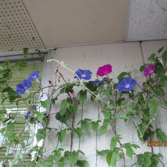 朝顔がこんなに大きくなりました!(^^)!
毎日、たくさんのお花を見ることが出来るので、とても嬉しく思います😊

＃社会福祉法人正恵会
＃デイサービスセンター宝寿苑
＃デイサービス
＃宝寿苑デイ
＃朝顔
＃成長
＃お花
