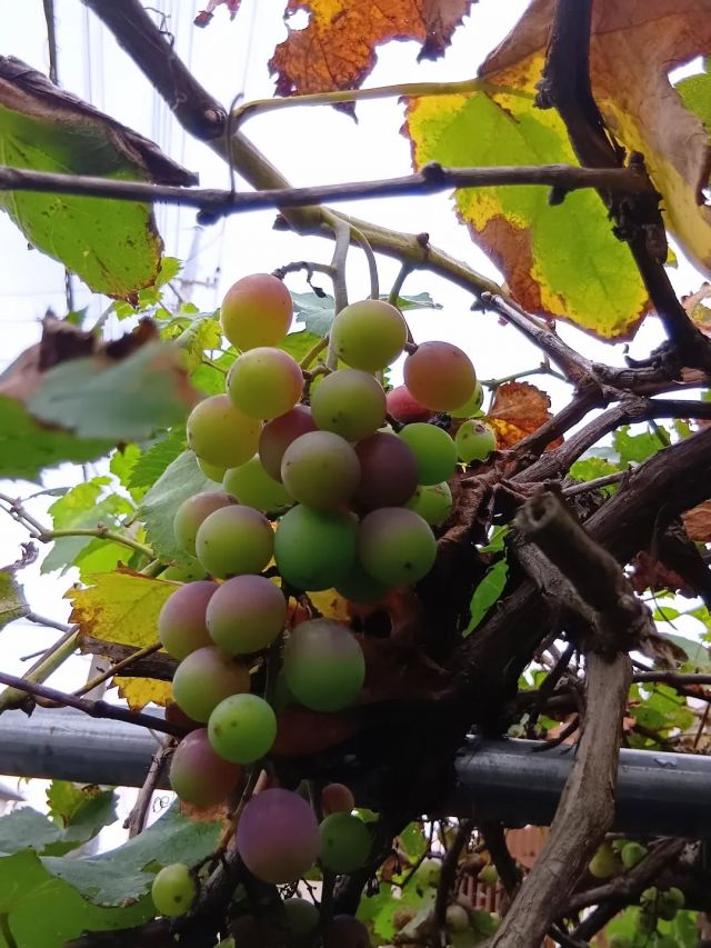 今年もブドウがたくさんできました！

入居者様もスタッフもみんなで収穫🍇🧺
蚊に刺されながら収穫💦💦

甘くておいしかったです♪
柿ももうすぐ…✨️

#正恵会
#特別養護老人ホームホームタウンほそや 
#ホームタウンほそや
#ブドウ
