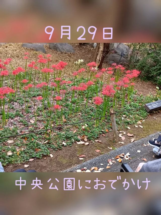 この日はいいお天気で☀✨️

彼岸花もきれいに咲いているとのことで急遽
中央公園にお出かけしました♪

きれいなお花を見て、さわやかな風を浴びて、
気分転換になったのではないかと思います😊

#正恵会
#特別養護老人ホームホームタウンほそや
#ホームタウンほそや
#彼岸花