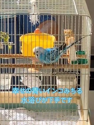 やっと登場できたニューフェイスミチル
利用者様のお宅より、レスキューされやって来ました。
この頃では緊張もとけ、お喋りや水浴びに忙しい毎日を送っています。ただし、水浴びはメチャ下手で、頑張ってる感のみ伝わります🦜
豆苗が好物です。どうぞよろしく🐤

#社会福祉法人正恵会
#宝寿苑ヘルパーステーション
#訪問介護
#ホームヘルプサービス
#セキセイインコ
#インコのいる生活