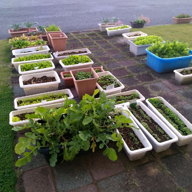 9月、10月に蒔いた野菜の種が
ここまで大きく育っています

収穫が楽しみです

#上河内デイサービスセンター
#社会福祉法人正恵会
#宇都宮市
#プランター栽培
#野菜
#大根
#人参
#ほうれん草
#リーフレタス
#二十日大根
#小松菜
#ブロッコリー