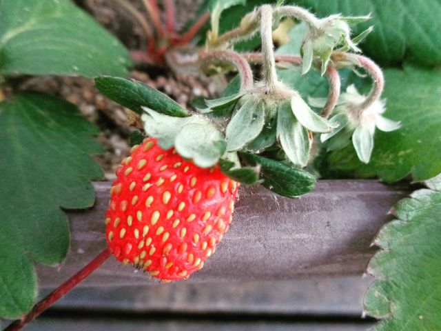 ７月にご近所の方から頂いた苺の苗ですが、お子さま達が小さなジョウロで毎日水やりをしたら🍓苺がなりました❗

なかなかならなかったので少し心配していましたが実って良かったです❤️
お子さま達もとても嬉しそうでした
(^-^)♪

花が咲いて青い実がなっているので🍓これから赤くなるのが楽しみです✨

#グッドチャイルド保育園　
#グッドチャイルド　#保育園
#食育
#園児募集　
#保育園探し
#保育園見学受付中
#保育園受け入れ状況
#子育てサロン
#保育園行事