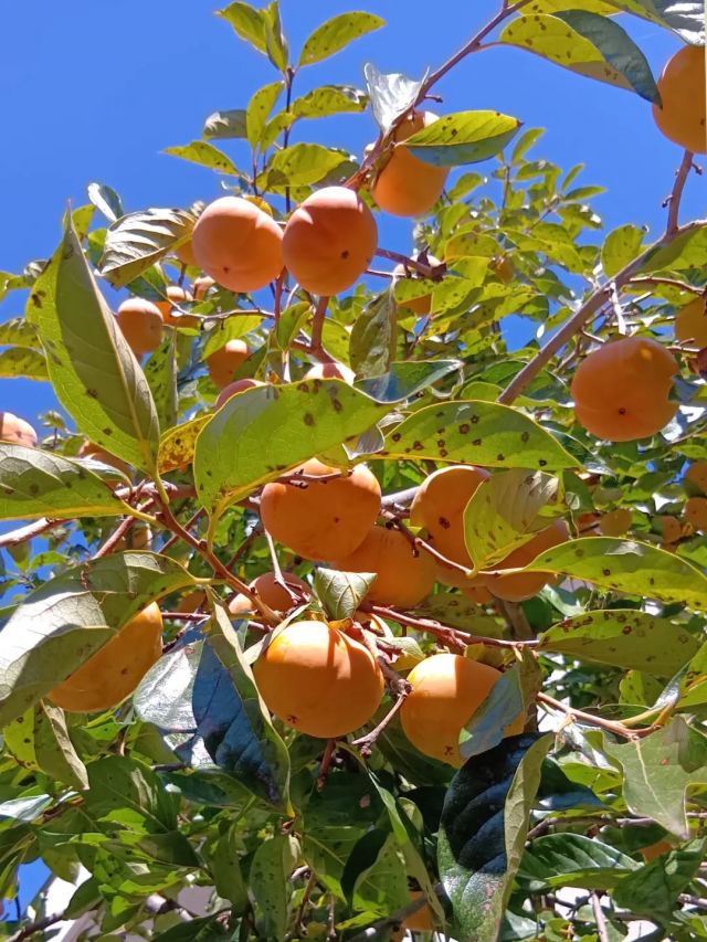 ほそやの中庭に、
それはそれは大量の柿ができました😀

採っても採っても減らないけど採らないともったいない！

ハサミより手で採ったほうが早いと言って木に登りだす職員も🤣

入居者様、職員たちでおいしく食べました♪

#正恵会
#特別養護老人ホームホームタウンほそや 
#ホームタウンほそや
#柿