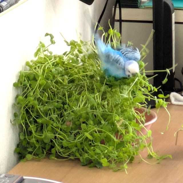 えぇっ！
サラダバーで遭難中？！😮

#社会福祉法人正恵会
#宝寿苑ヘルパーステーション
#訪問介護
#ホームヘルプサービス
#セキセイインコ
#インコのいる生活