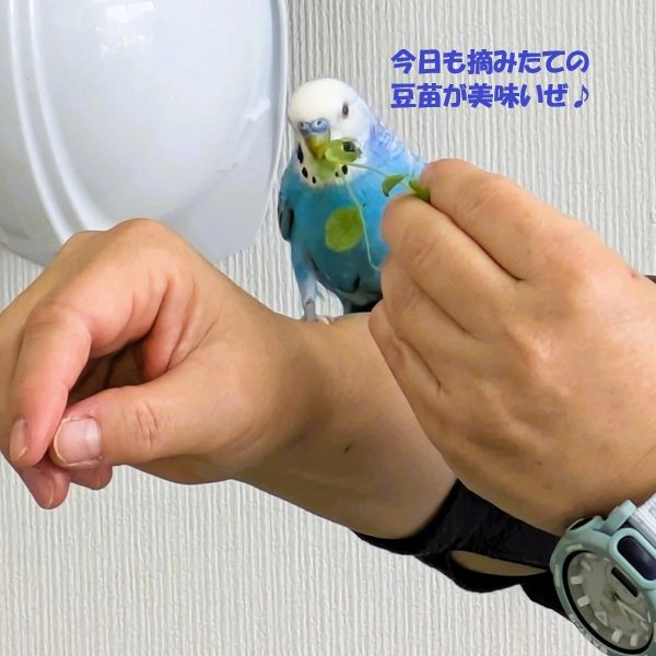 インコのみちる君、レスキューされてから３週間経ち職員ともすっかり仲良くなりました🥰
顔つきも変わって来たような…✨

そんなみっちーに新展開😶
どどどどどどどーなる？！

#社会福祉法人正恵会
#宝寿苑ヘルパーステーション
#訪問介護
#ホームヘルプサービス
#セキセイインコ
#インコのいる生活