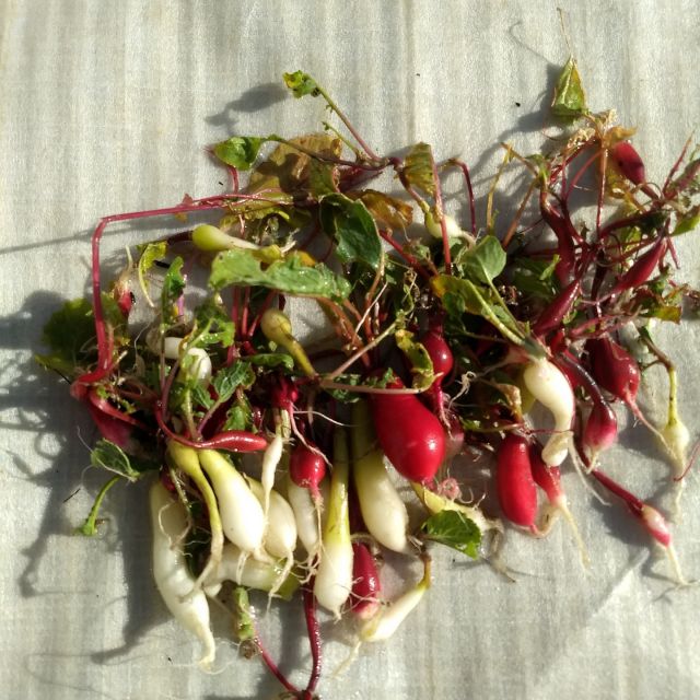 これは何でしょうか？

正解は・・二十日大根です

上河内デイサービスセンターで種まきしたものですが、形は丸くならず、サイズも小さく、大失敗に終わりました・・

#上河内デイサービスセンター
#上デイ
#社会福祉法人正恵会
#宇都宮市
#野菜栽培
#プランター栽培
#二十日大根