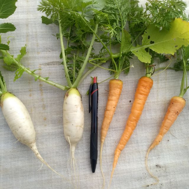 ミニ大根とミニ人参の収穫を行いました。
ミニ大根は、あまり大きく育ちませんでした。
ミニ人参は、それなりに大きく育ちました。
種から育てる野菜は難しいです。

#上河内デイサービスセンター 
#上デイ
#社会福祉法人正恵会
#野菜栽培
#プランター栽培
#ミニ大根
#ミニ人参