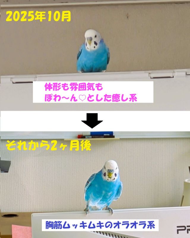 セキセイインコのみちる君を新メンバーに迎えてから２ヶ月が経ちました。
職員達に可愛がられてすっかり人懐こいキャラに変わり、職場のマスコット的存在としてみんなから愛されています🥰
・・・が、雰囲気もちょっと変わって来たようで😅

今年も大変お世話になりました。
来たる2026年、ムッキムキのオラオラ系に変身したみっちーの活躍も引き続き楽しんでいただけましたら幸いです。
みなさま、どうぞよいお年をお迎えください。

#社会福祉法人正恵会
#宝寿苑ヘルパーステーション
#訪問介護
#ホームヘルプサービス 
#セキセイインコ
#インコのいる生活