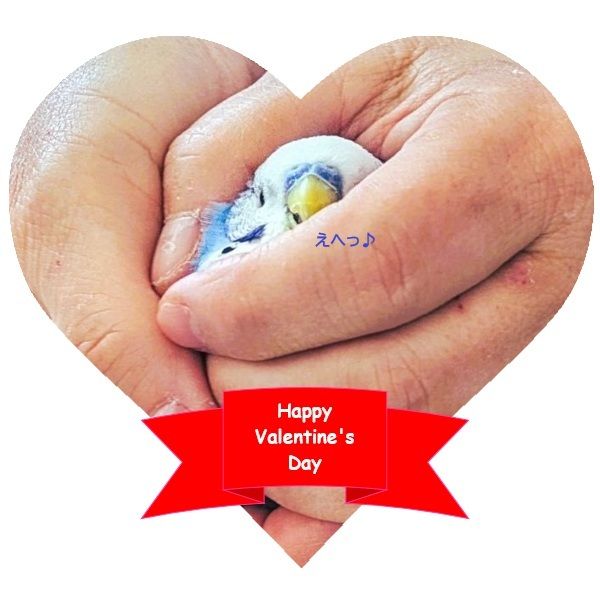 バレンタインデーなので『幸せの青い鳥』ならぬ『幸せそうな青い鳥』から愛をこめて💝

みっちーが大好きな「しゅにんさん」とは２枚目の動画みたいに両手で包まれてナデナデされても逃げなくなくなりましたよ🥰

#社会福祉法人正恵会
#宝寿苑ヘルパーステーション
#訪問介護
#ホームヘルプサービス
#セキセイインコ
#インコのいる生活