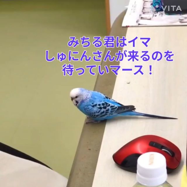 普段は一人遊びも賑やかにできるみっちーですが、大好きな「しゅにんさん」がちょっと席を外した時には意外にも健気な忠犬ハチ公状態だったのでビックリしました😅

#社会福祉法人正恵会
#宝寿苑ヘルパーステーション
#訪問介護
#ホームヘルプサービス
#セキセイインコ
#インコのいる生活